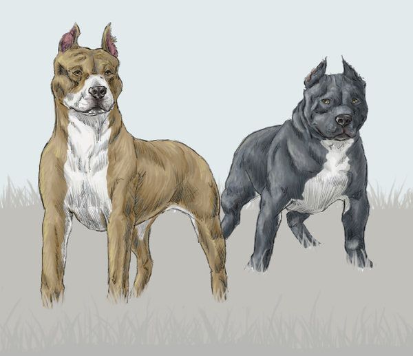 600x517 Pin By Sboyers On Pit Bull Drawingsart Pit Bull Art