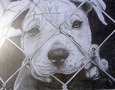 463x364 Pit Bull Pencil Drawings Pit Bull Behind Fence (In Pencil