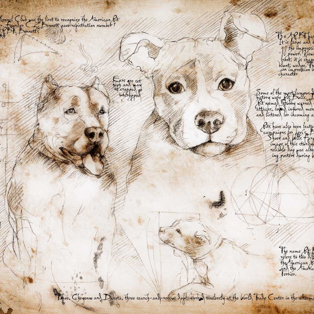 1000x1000 Pit Bull Study A Full Size Da Vinci Style Drawing