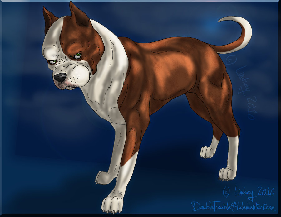 900x696 Pittbull Drawing By Ltgraphix