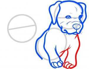 302x236 How To Draw Baby Pitbulls, Baby Pitbulls Step 5 Pitbull
