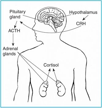 333x350 Drawing The Brainnddrenal Glands Withinn Outline