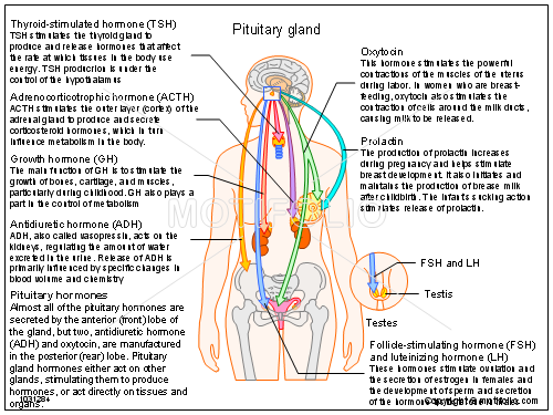 500x375 Pituitary Gland Illustrations
