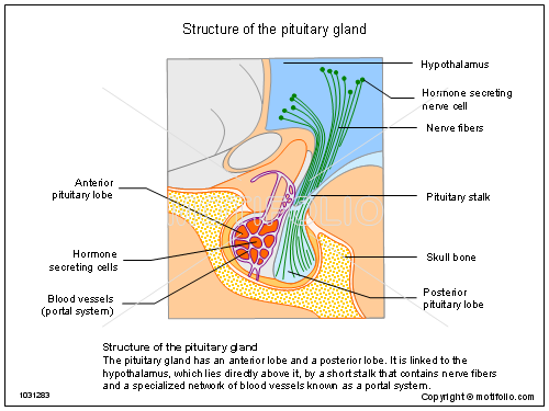 500x375 Structure Of The Pituitary Gland Illustrations