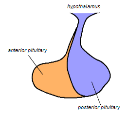 261x236 The Pituitary Gland Boundless Anatomy And Physiology