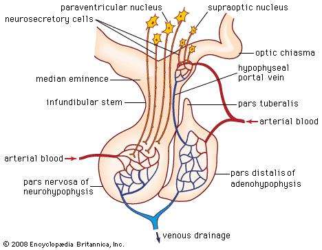 468x364 Pituitary Gland Definition, Anatomy, Hormones, Amp Disorders