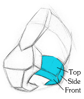 289x338 How To Draw A Nose Anatomy And Structure Proko