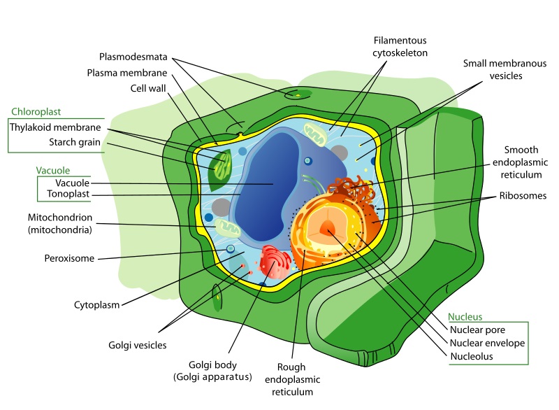800x586 Plant Cell