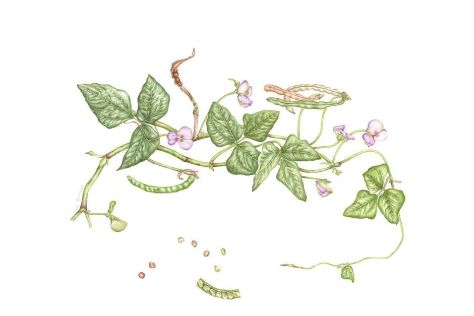 940x627 Botanical Art Why Drawing Plants And Flowers Is Back In Fashion