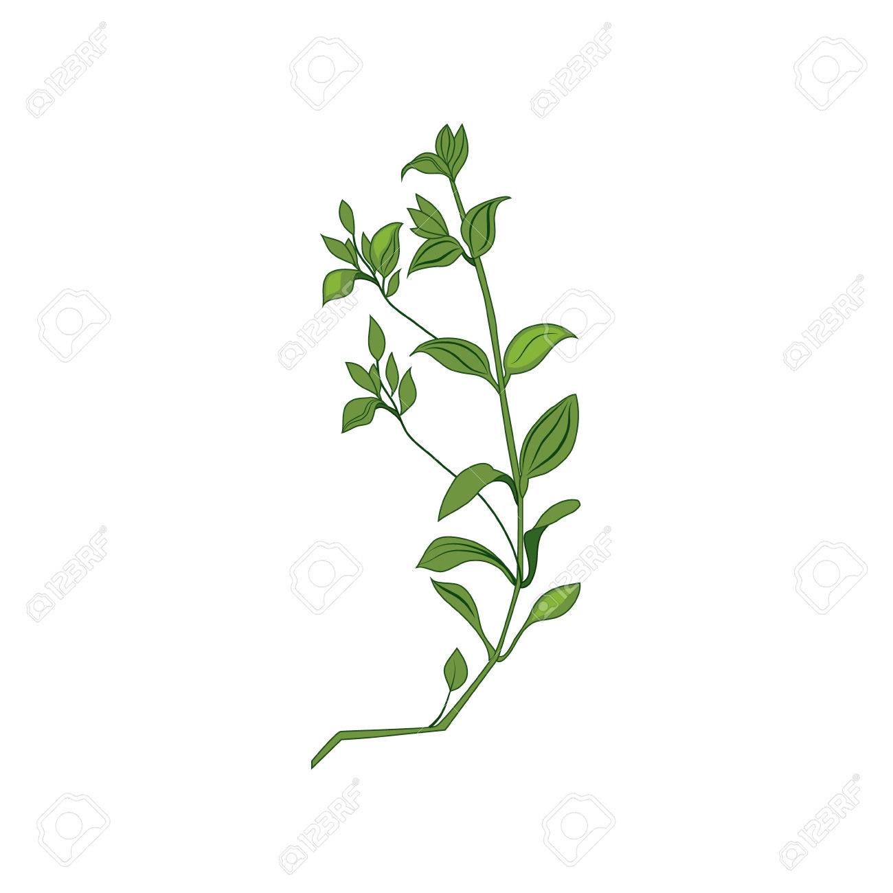 1300x1300 Green Wild Plant Hand Drawn Detailed Illustration. Plant Realistic