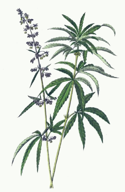 421x644 Hemp Plant Drawing