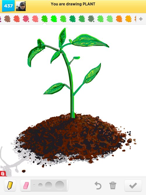 500x667 Plant Drawings