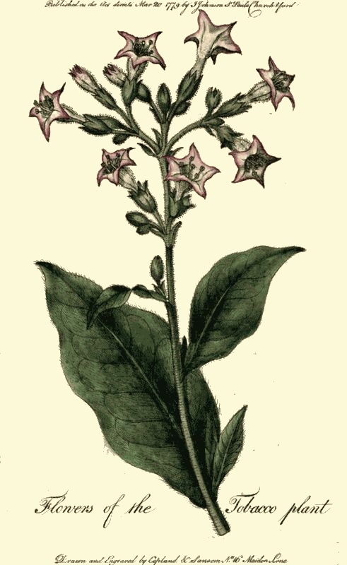 491x800 Tobacco Plant Drawing