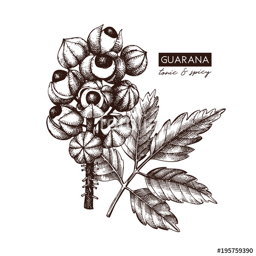 500x500 Vector Guarana Illustration. Hand Drawn Tropical Tree Sketch