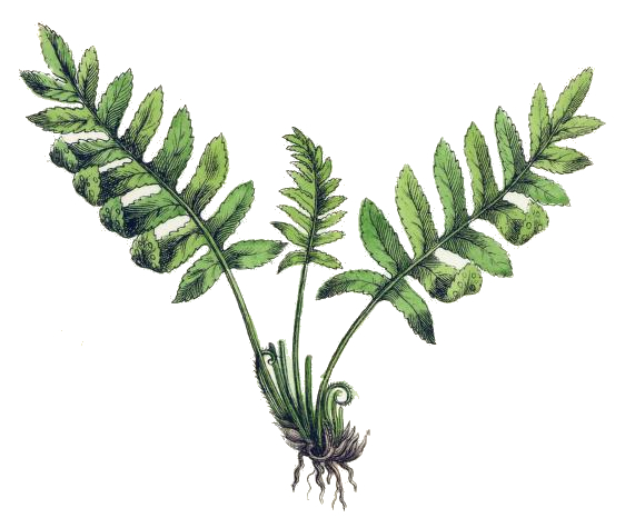 562x466 Vintage Fern Drawing