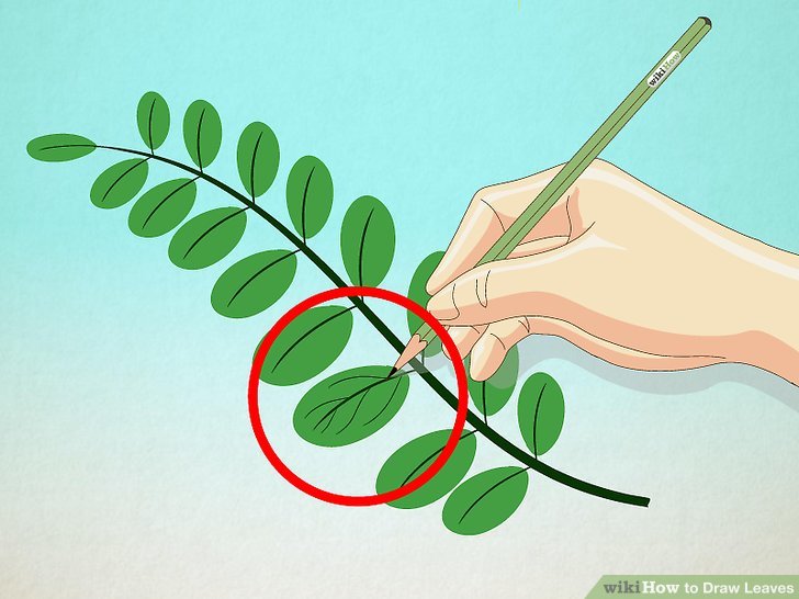 728x546 How To Draw Leaves 15 Steps (With Pictures)