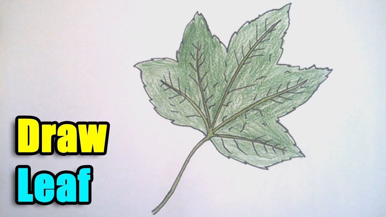 1280x720 How To Draw A Leaf Step By Step