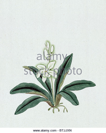 431x540 Ink Drawing Leaf Stock Photos Amp Ink Drawing Leaf Stock Images