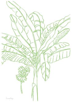 236x333 Doodle,drawing,illustration,ink,zentangle,jungle,leaves,line