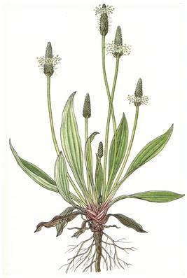 267x397 Anything But Plain Plantain Karin Uphoff