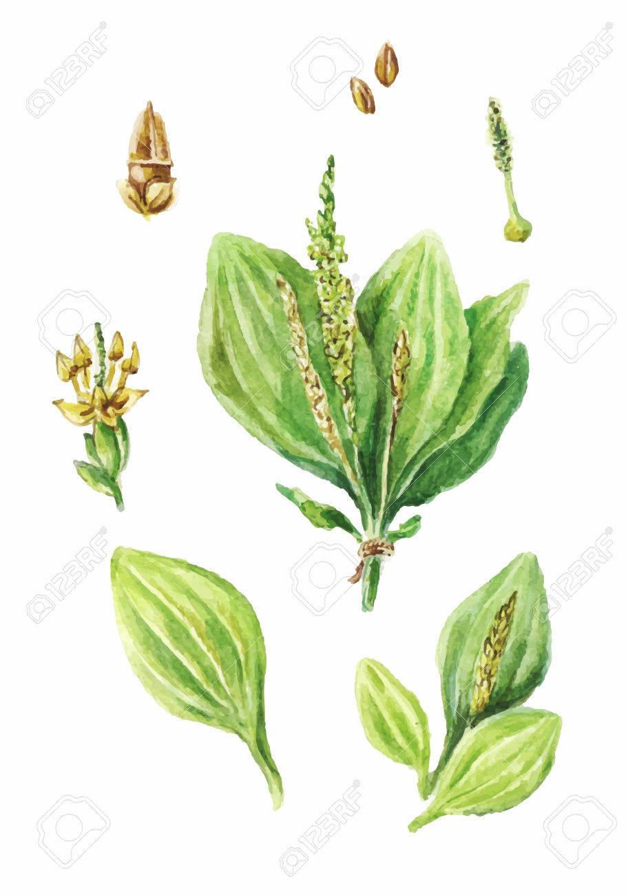 912x1300 Colorful Watercolor Drawing Of Plantain Isolated On White