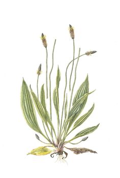 236x350 Georg Dionysius Ehret Magnolia From Christopher Jacob Trew'S