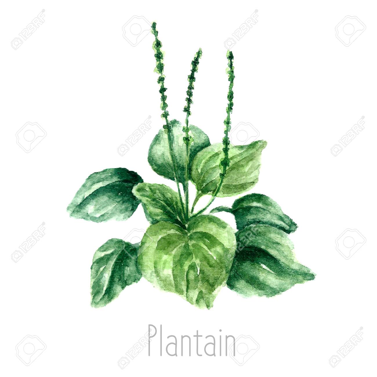 1300x1300 Hand Drawn Watercolor Botanical Illustration Of The Plantain