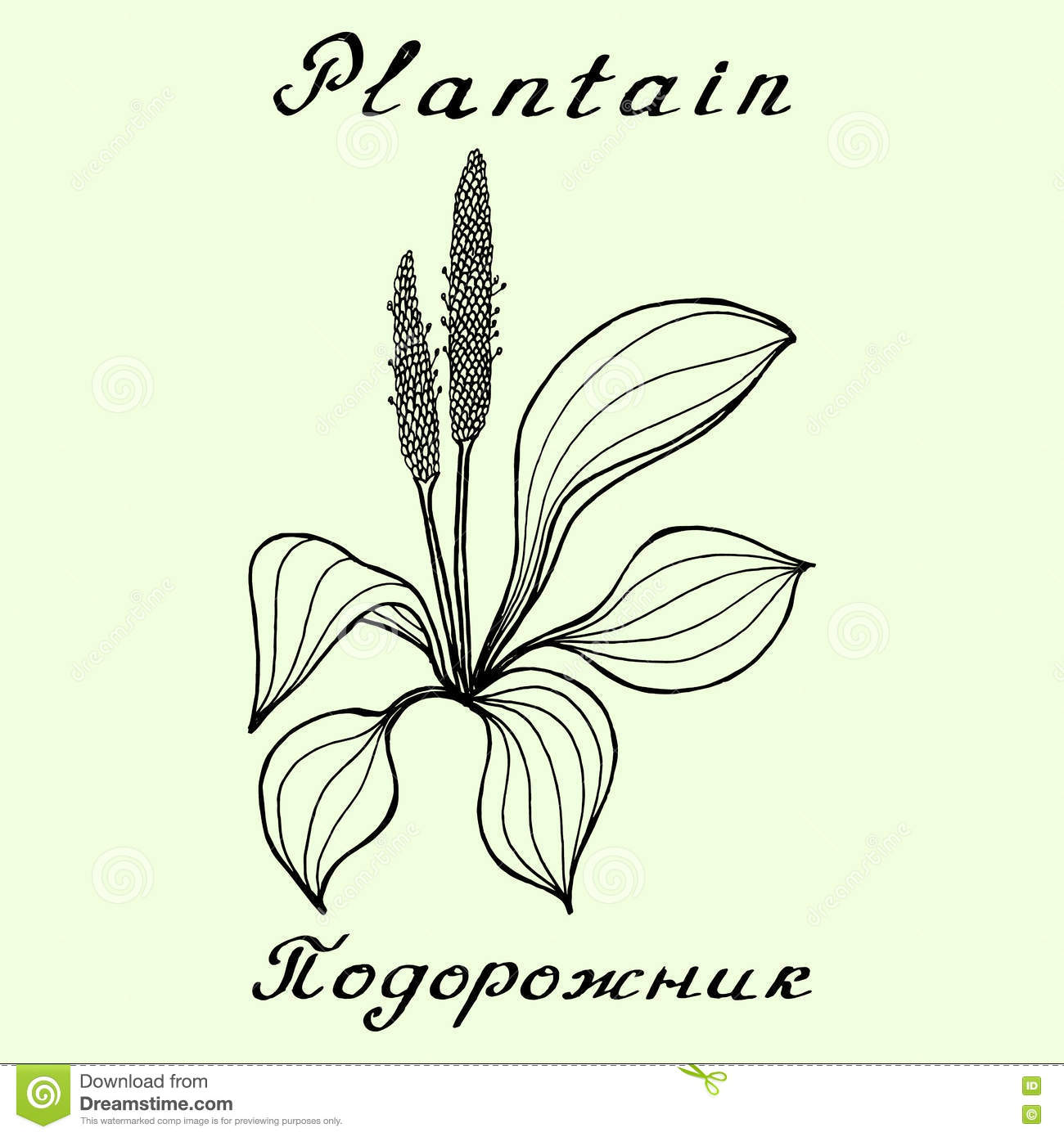 1300x1390 Image Result For Plantain Meadow Drawing Inspiration For Flo