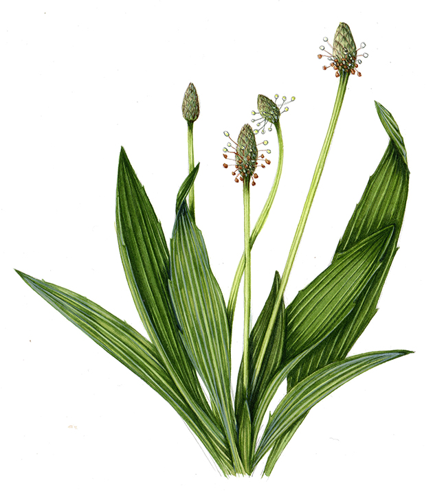 630x715 Plantago Major, Plantain Botanical Illustration Tattoo