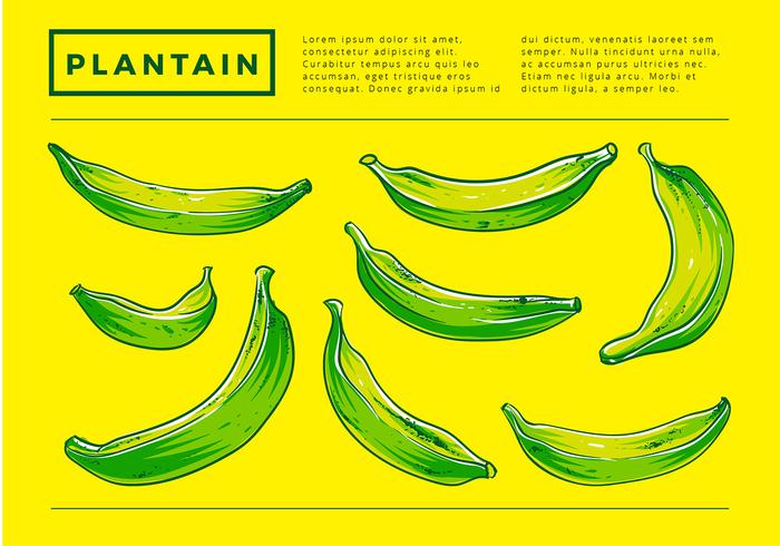 700x490 Plantain Hand Drawing Free Vector