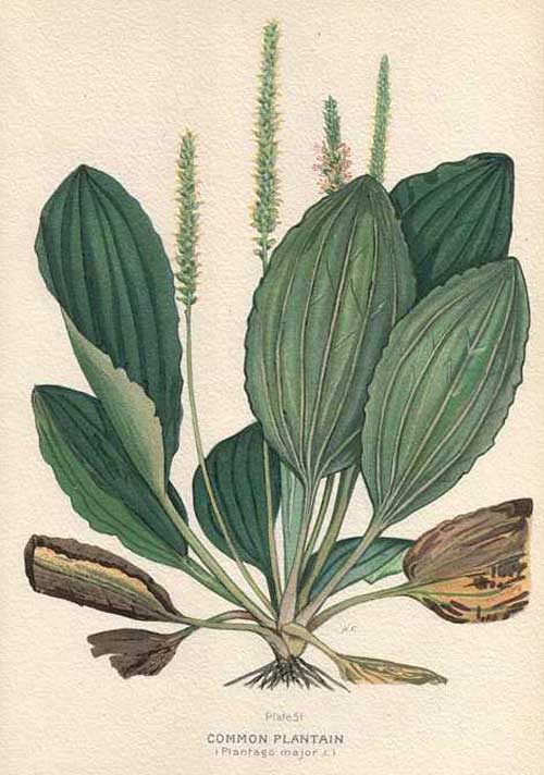 500x712 Richard Whelan ~ Medical Herbalist ~ Plantain