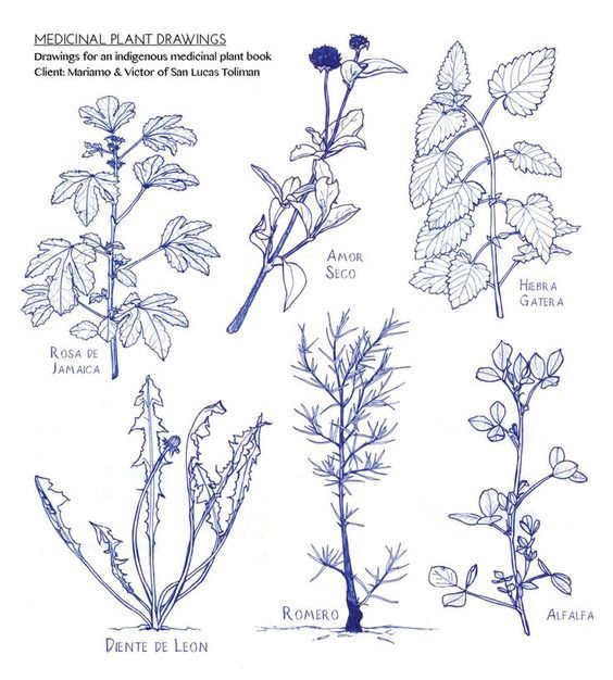 564x626 Image Result For Drawing Plants Tutorial Drawing