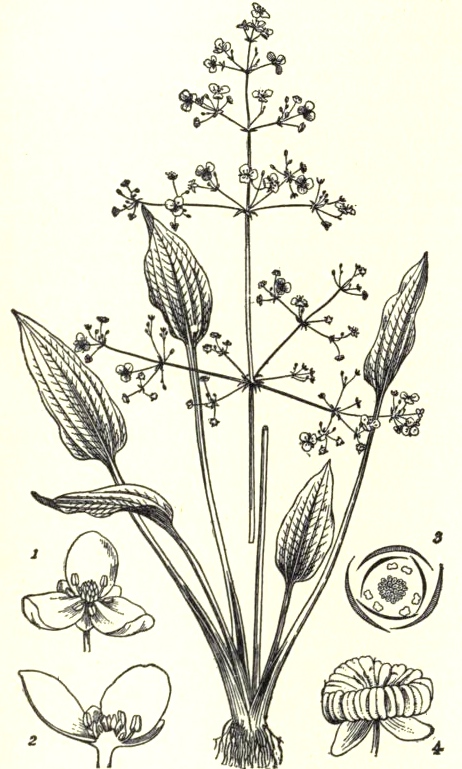 462x769 Vintage Plant Drawings