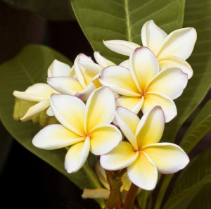 300x297 5 Things About Plumeria Flowers