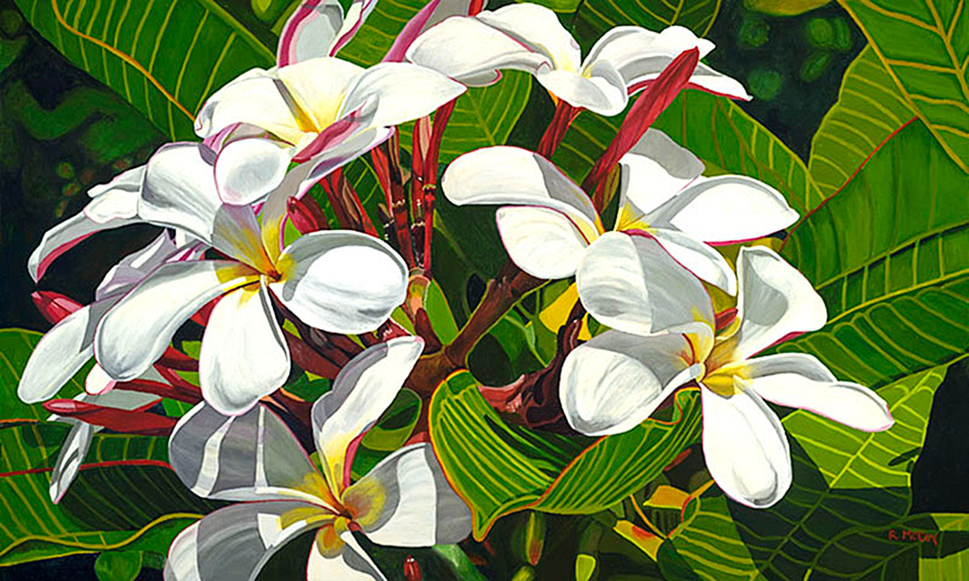 1065x639 How To Start Plumeria (Frangipani) Indoors. Part35.