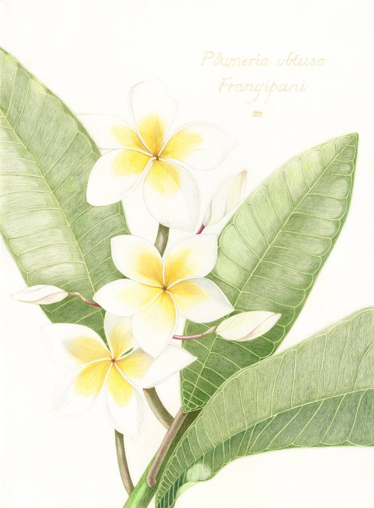 770x1045 Saatchi Art Plumeria Obtusa