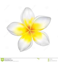 236x252 Plumeria Drawing