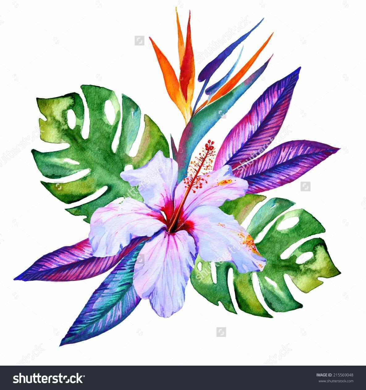 1185x1264 Plumeria Flower Image Clipart Flower Tropical Flowers Drawing