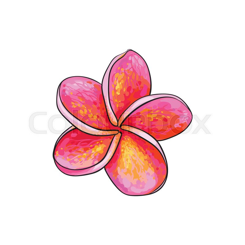800x800 Single Pink Plumeria, Frangipani Tropical Flower, Sketch Style