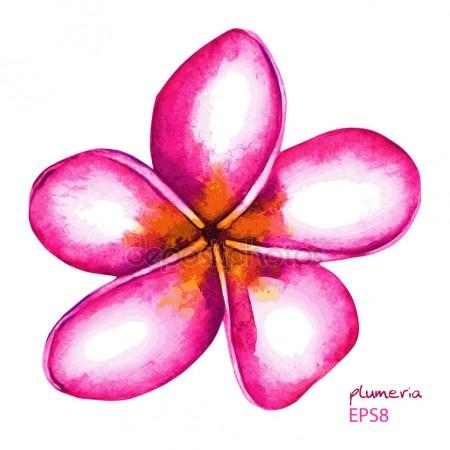 450x450 Timber Wolf Holding Plumeria Flower Drawing Stock Vector