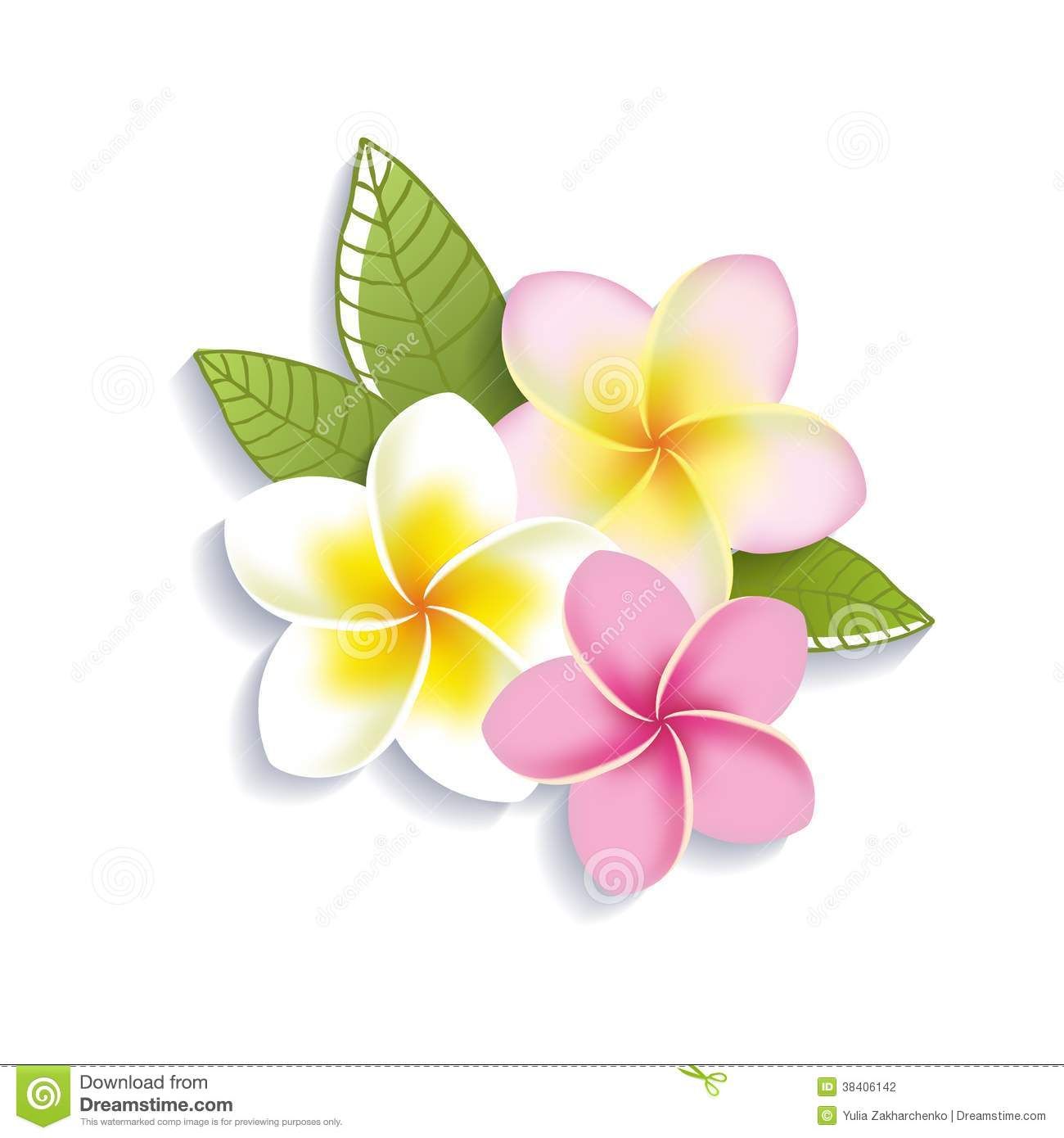1300x1390 Vector Plumeria Flowers On A White Background Stock Photography