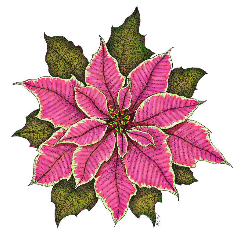 800x765 Poinsettia Cutters World Of Sugar Art