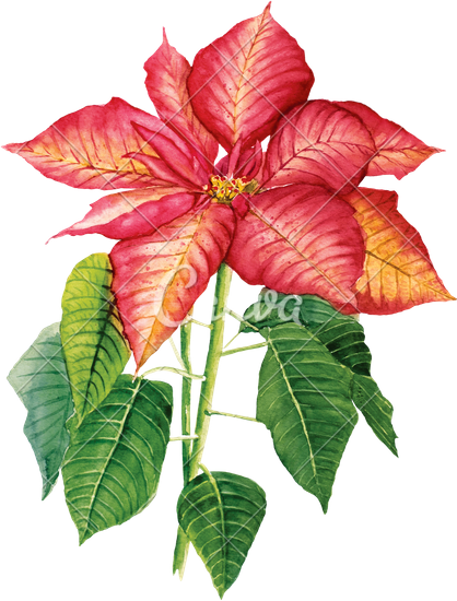 418x550 Watercolor Drawing With Poinsettia