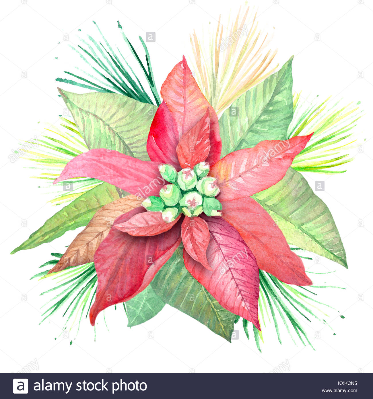 1300x1390 Watercolor Flowers Poinsettia. Illustration Of Botanical Plants