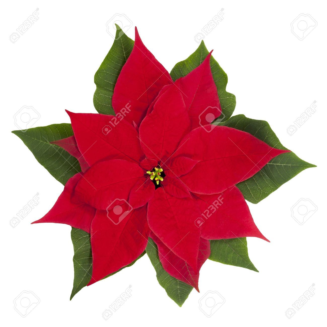1300x1300 Poinsettia Flower Stock Photo, Picture And Royalty Free Image