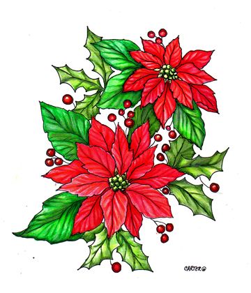 360x420 Poinsettia Drawing