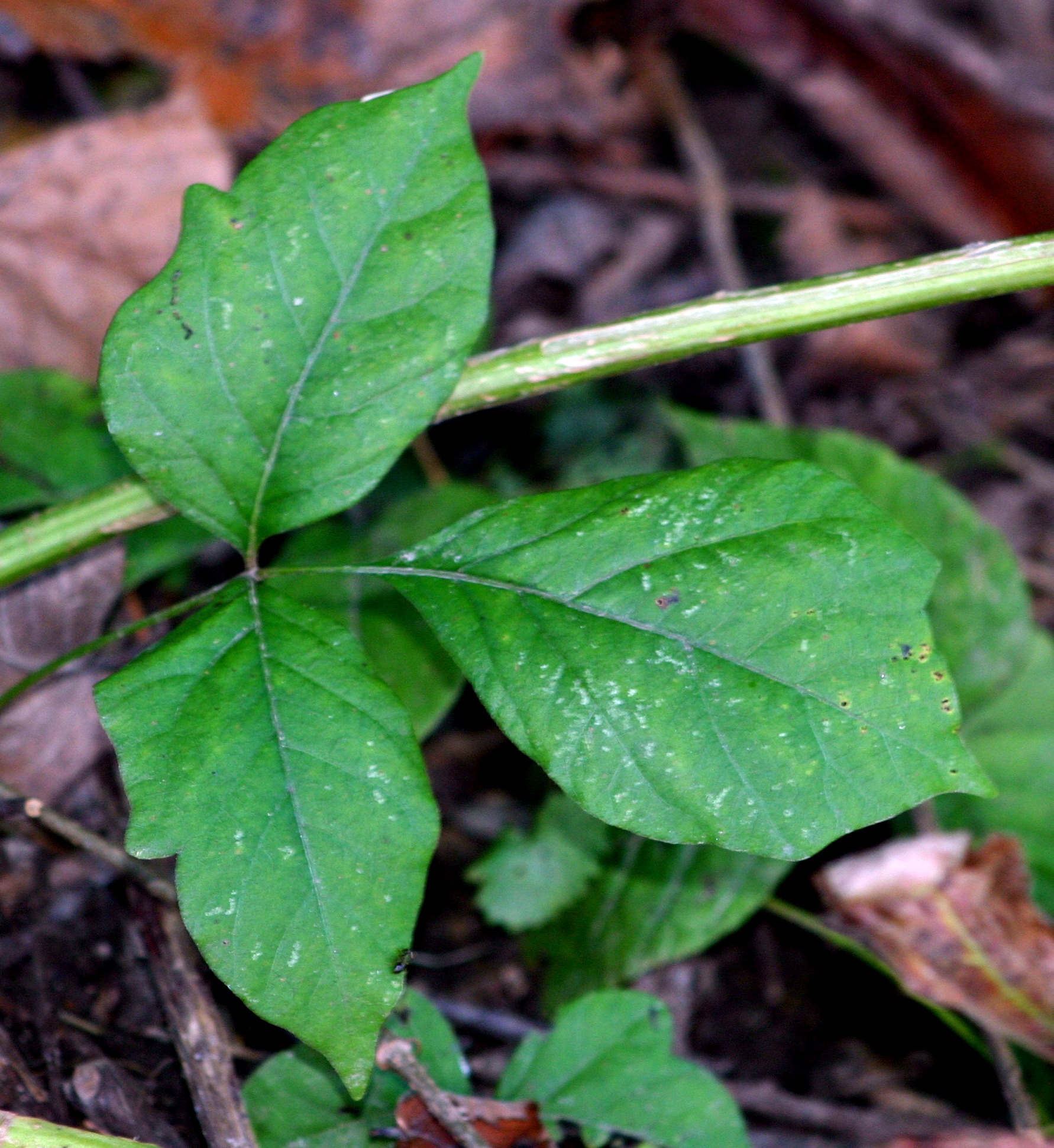 1782x1941 Medicinal Plants Poison Ivy