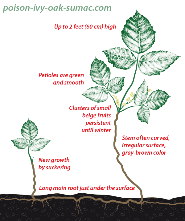 600x719 Western Poison Ivy (T. Rydbergii) Poison Ivy Oak
