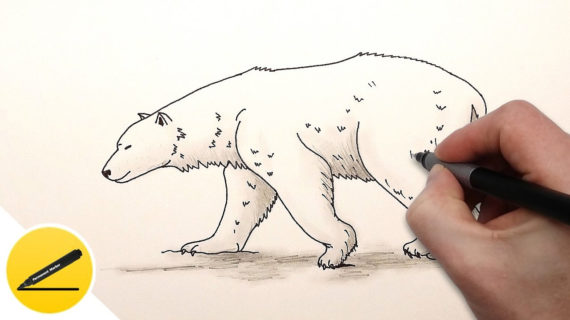 570x320 Polar Bear Drawing Step By Step How To Draw A Polar Bear Cub