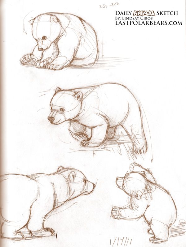 600x799 Sketching Brown Bears